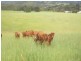 Tyalgum NSW 2484
