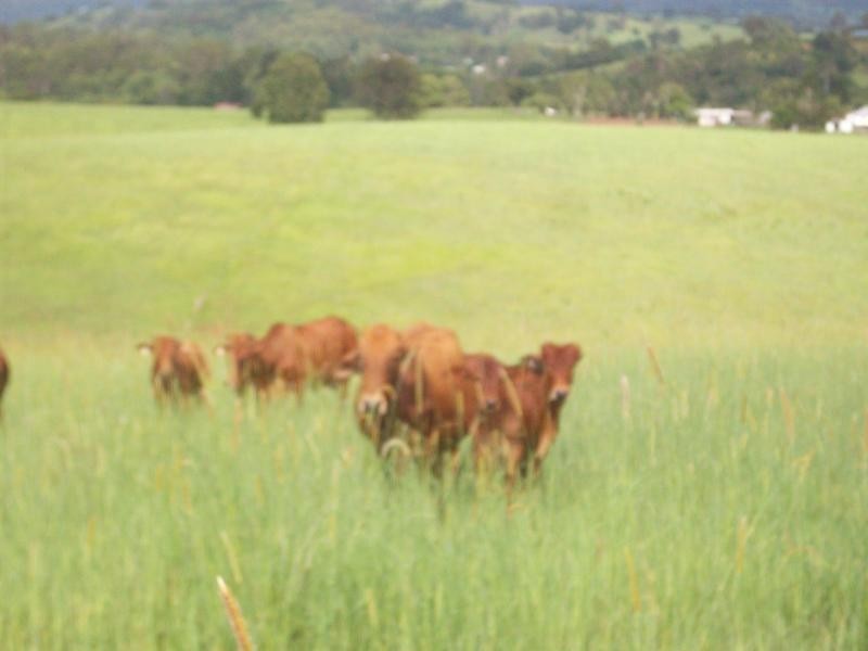 Tyalgum NSW 2484