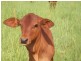 Tyalgum NSW 2484