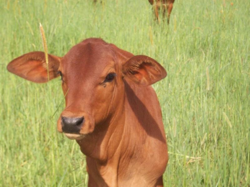 Tyalgum NSW 2484