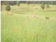 Tyalgum NSW 2484