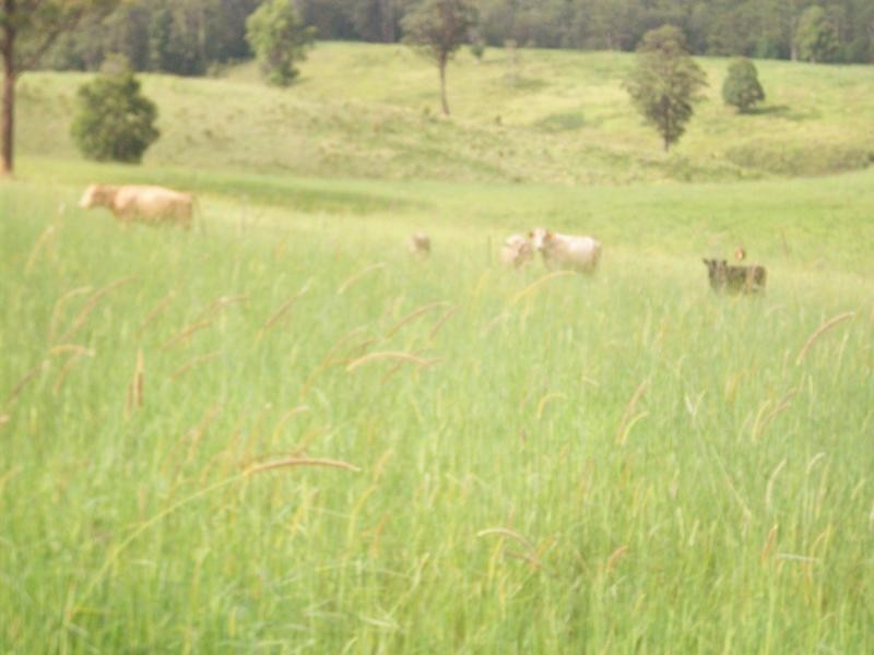 Tyalgum NSW 2484