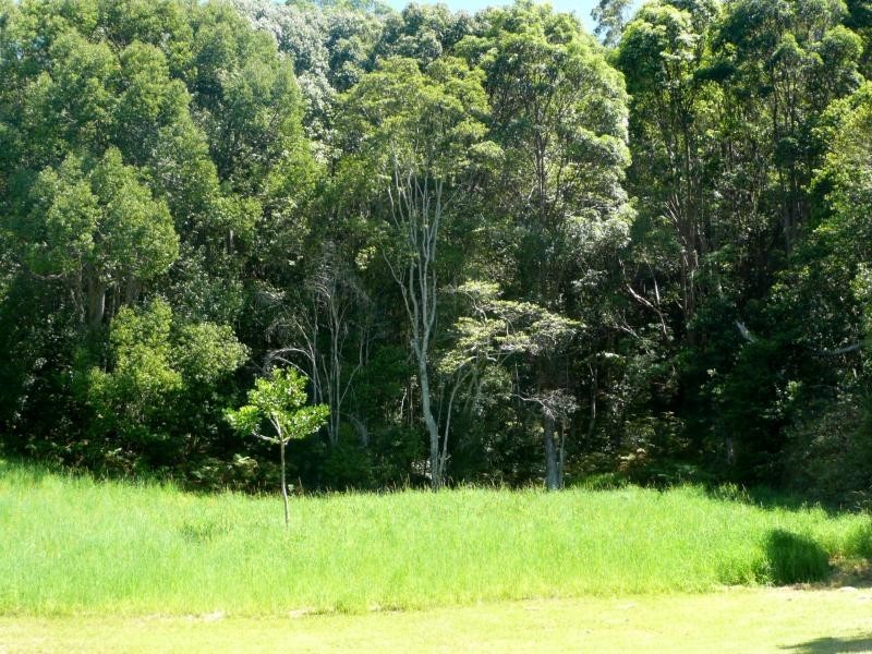 677 Hogans Road, North Tumbulgum NSW 2490