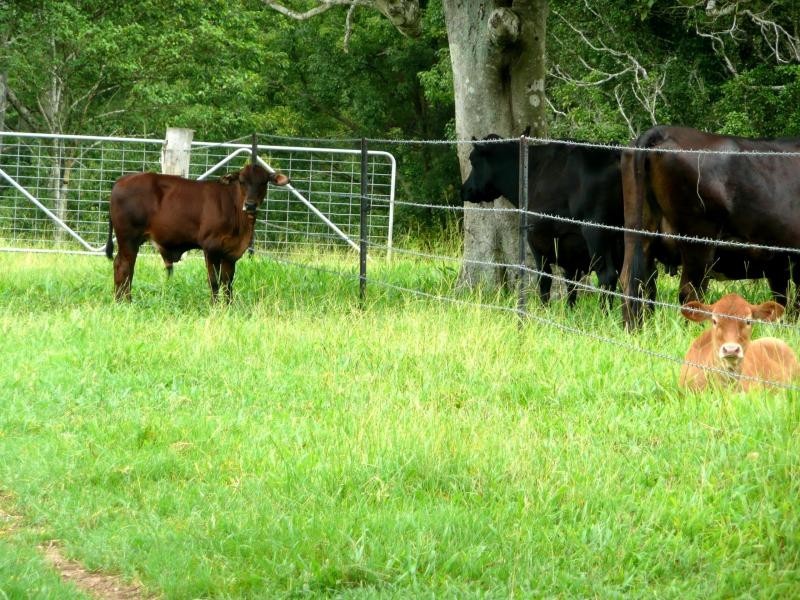 Chillingham NSW 2484