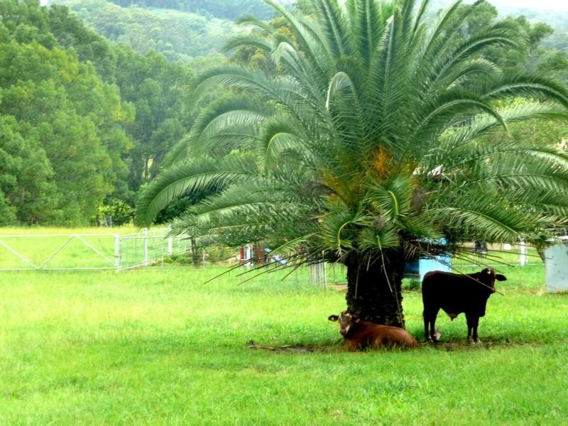 Chillingham NSW 2484