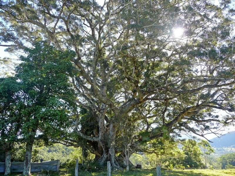 1904 Numinbah Road, Chillingham NSW 2484