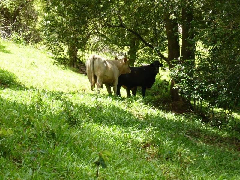 668 Upper Crystal Creek Road, Crystal Creek NSW 2484