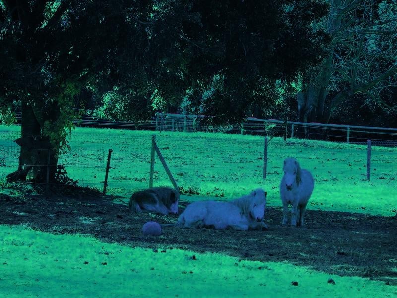 1004 Numinbah Road, Crystal Creek NSW 2484