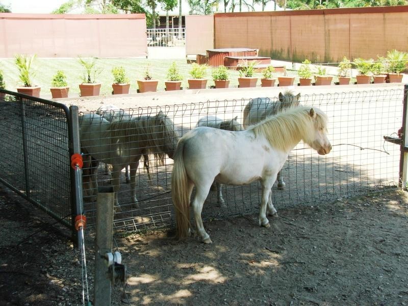 1004 Numinbah Road, Crystal Creek NSW 2484