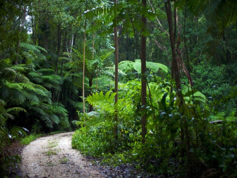 601 Smiths Creek Road, Uki NSW 2484