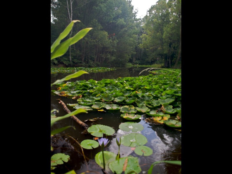601 Smiths Creek Road, Uki NSW 2484