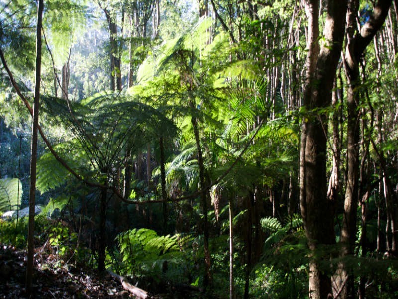 601 Smiths Creek Road, Uki NSW 2484