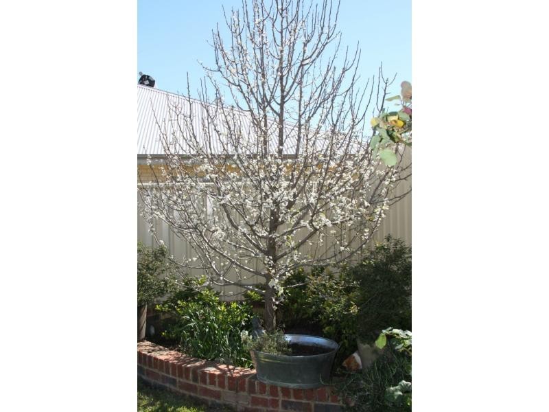 9 Coolidge Gardens, Tapping WA 6065