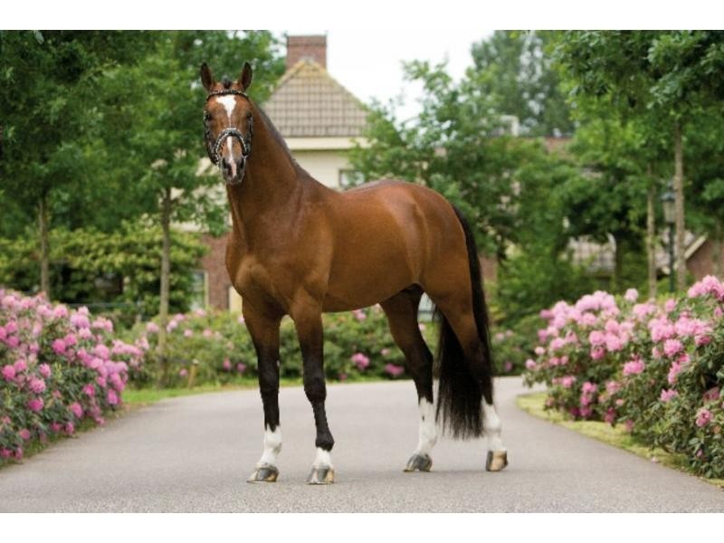 14 Intrigue Court, Guanaba QLD 4210