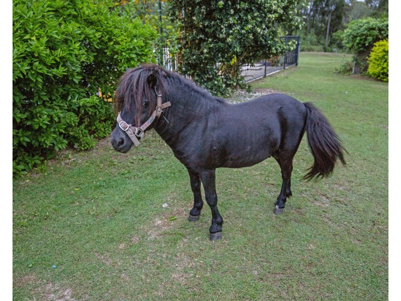 66 Rivertree Ave, Helensvale QLD 4212