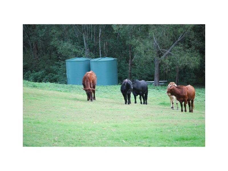 Cedar Creek QLD 4207