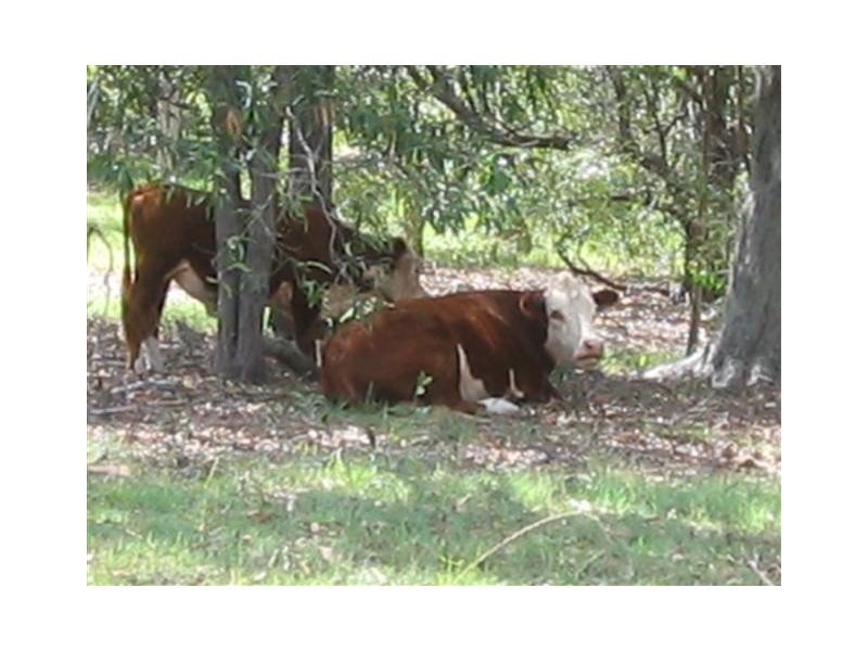 Tamborine QLD 4270