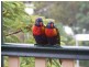 1 Caplick Outlook, Ormeau QLD 4208