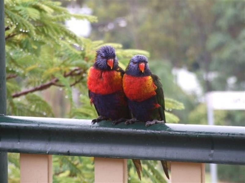 1 Caplick Outlook, Ormeau QLD 4208