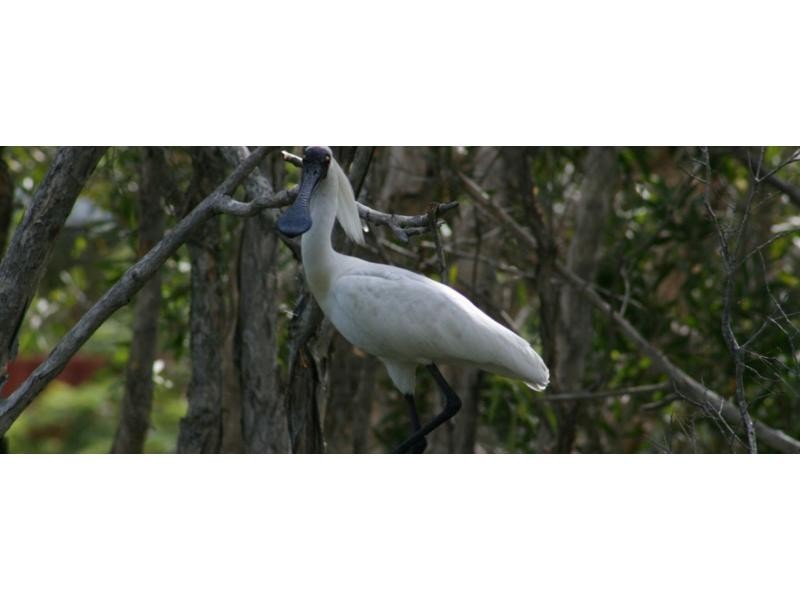 Upper Coomera QLD 4209