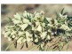 Spearwood WA 6163