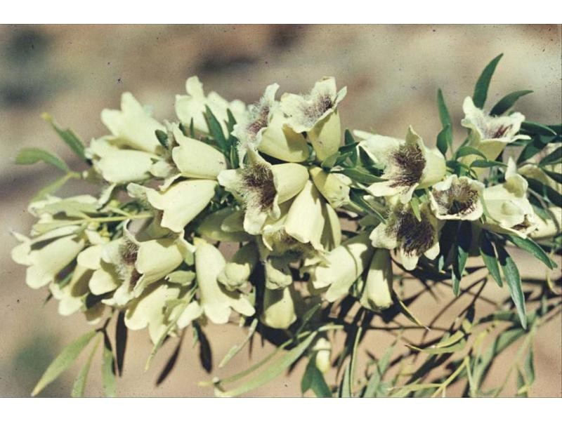 Spearwood WA 6163