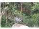 lot 27 (LAND) Blue Water Drive, THE OASIS, Mount Martha VIC 3934