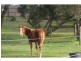 lot 27 (LAND) Blue Water Drive, THE OASIS, Mount Martha VIC 3934
