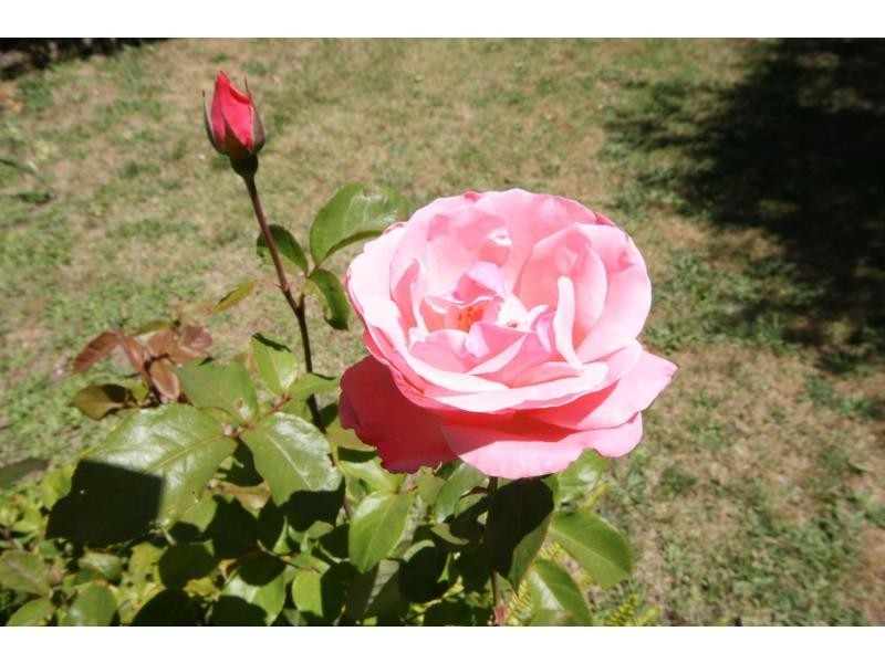 20 Williams Road, Mornington VIC 3931