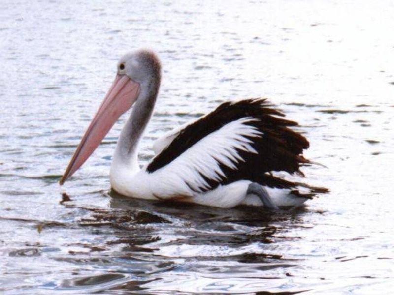 17/228 Hodgins Street, Hastings VIC 3915