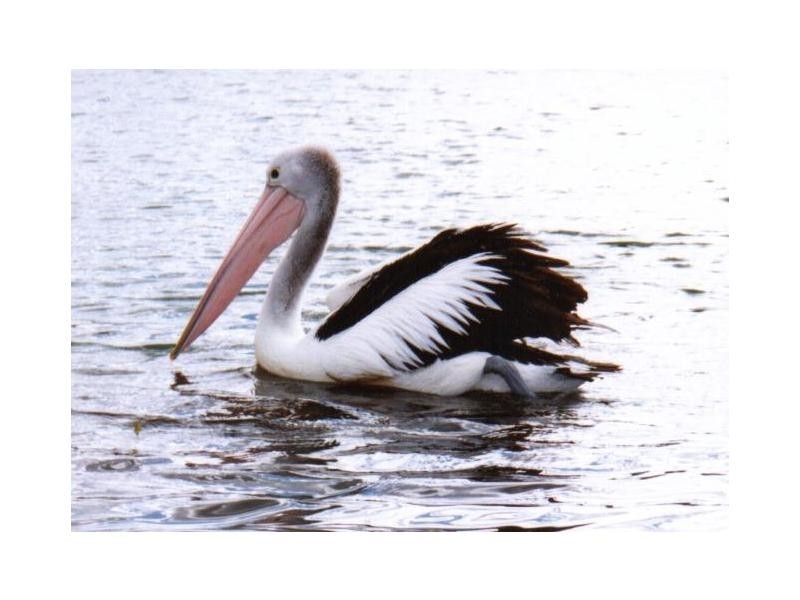 Unit 8/228 Hodgins Road, Hastings VIC 3915