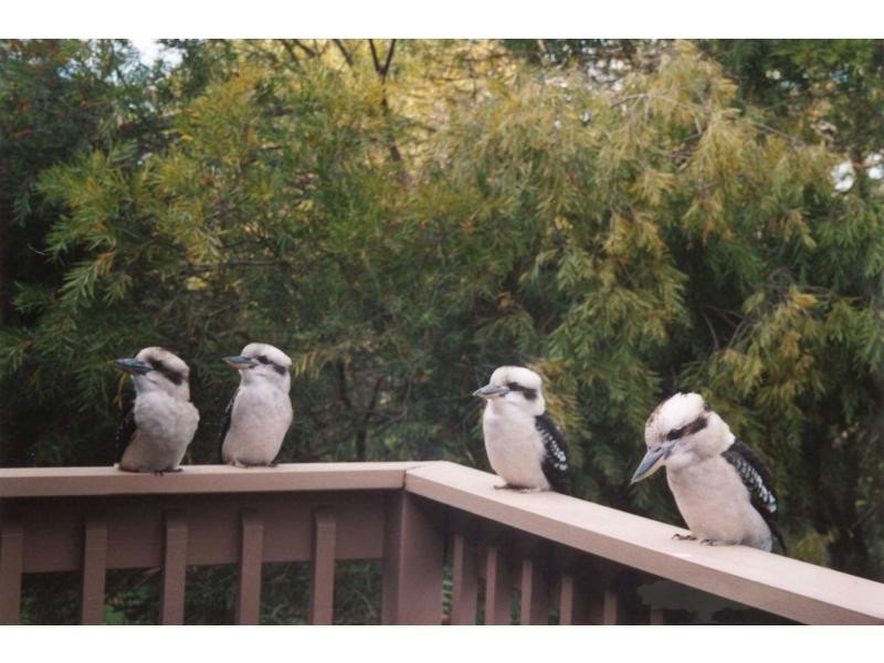 43 St Ives Grove, Mount Martha VIC 3934