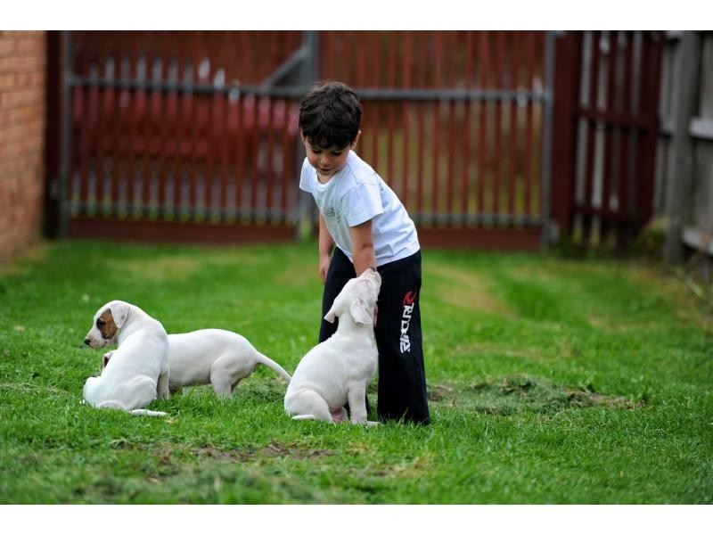 29 Parwan Crescent, Mornington VIC 3931