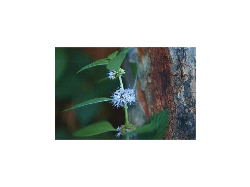 2/91 O’Gradys Road, Peppermint Fields, Carrum Downs VIC 3201