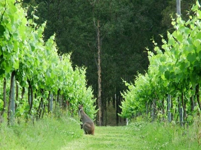 1187 Gowings Hill Road, Kempsey NSW 2440