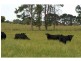 3687 Wingham Road, Comboyne NSW 2429