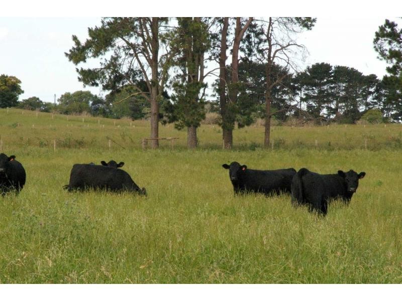 3687 Wingham Road, Comboyne NSW 2429