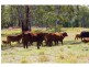 702 D Comboyne Road, Byabarra NSW 2446