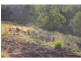 L2 Pine Scrub Road, Kindee NSW 2446