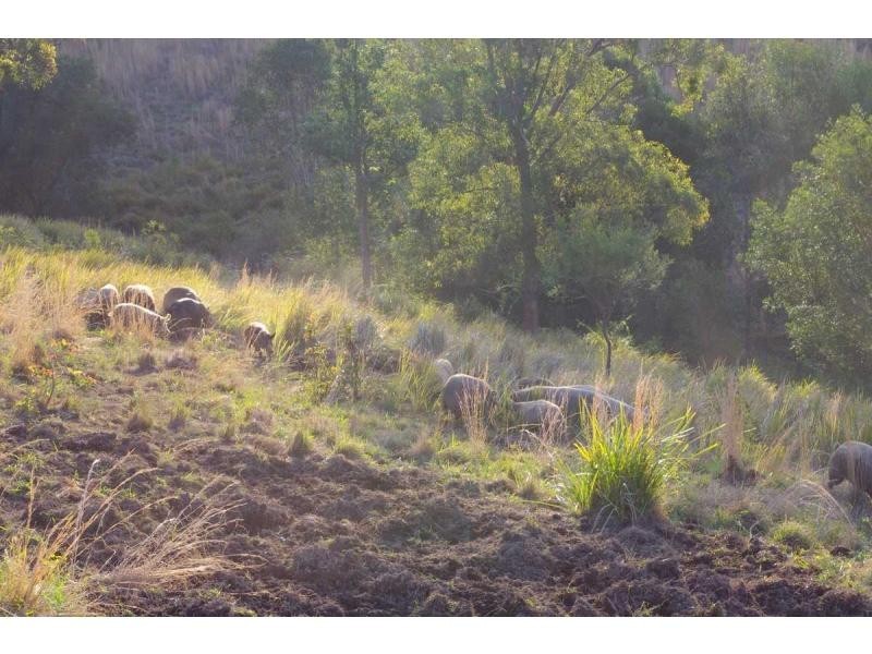 L2 Pine Scrub Road, Kindee NSW 2446