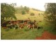 L2 Pine Scrub Road, Kindee NSW 2446