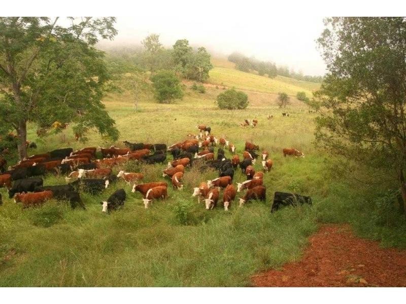 L2 Pine Scrub Road, Kindee NSW 2446
