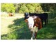 9 Appletree Road, Bellangry NSW 2446