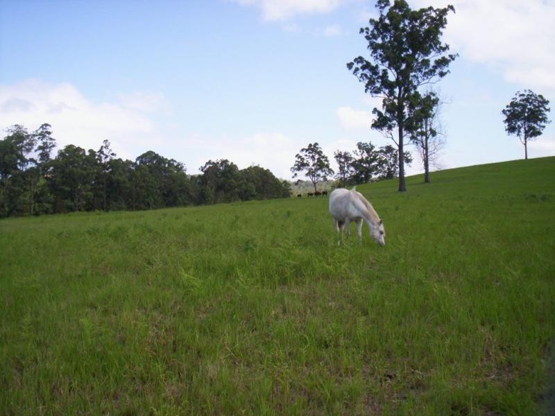 Lot 47 & 89 / 258 Waterhole Road, Bellangry NSW 2446