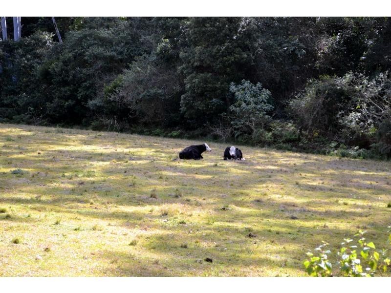 525 Bulli Creek Road, Byabarra NSW 2446