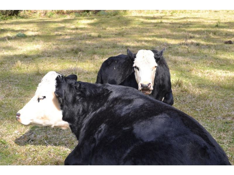 525 Bulli Creek Road, Byabarra NSW 2446