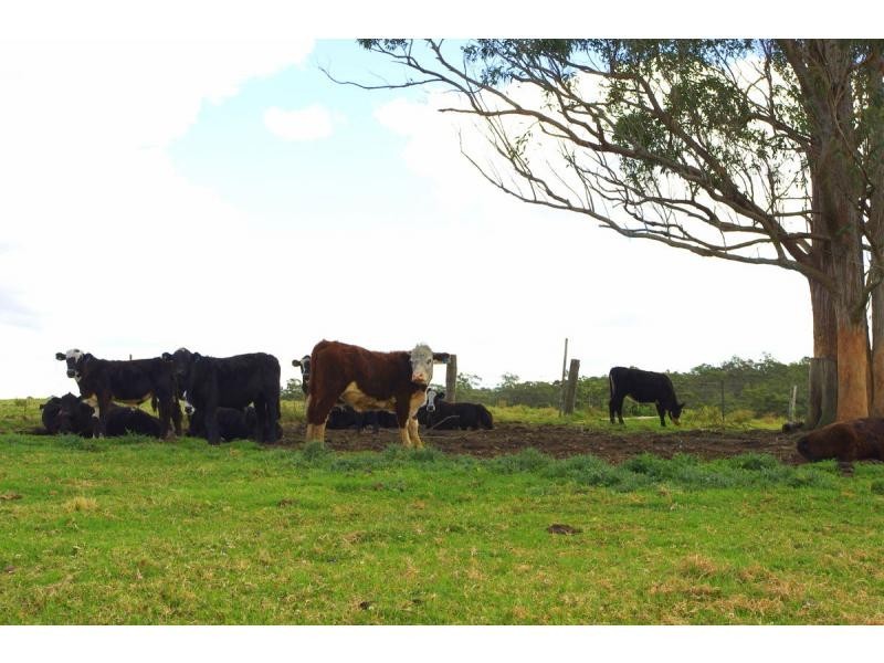 421 Bellangry Road, Bellangry NSW 2446