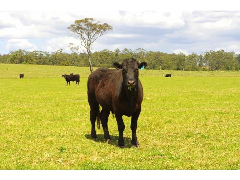 421 Bellangry Road, Bellangry NSW 2446