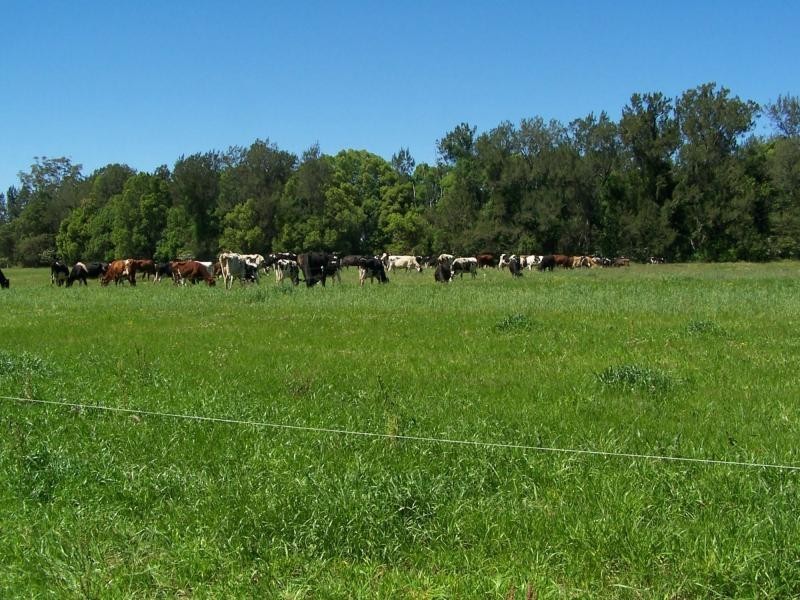 597 Littles Loop Road, Rollands Plains NSW 2441