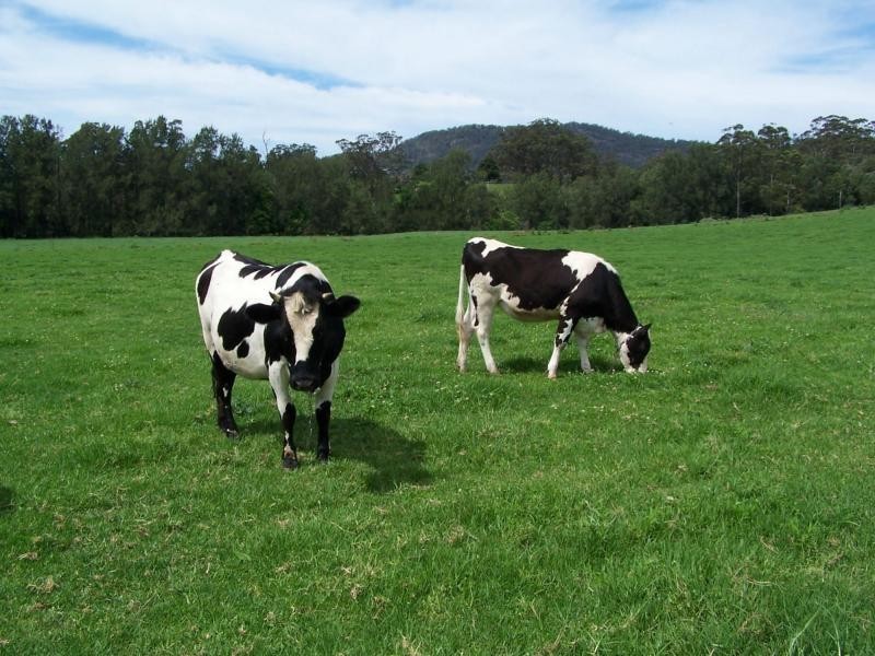 597 Littles Loop Road, Rollands Plains NSW 2441